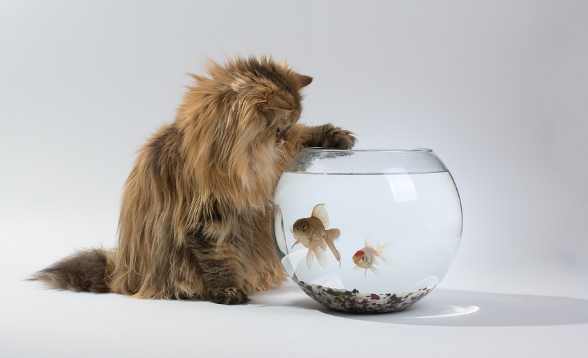 7018956 cat aquarium fish