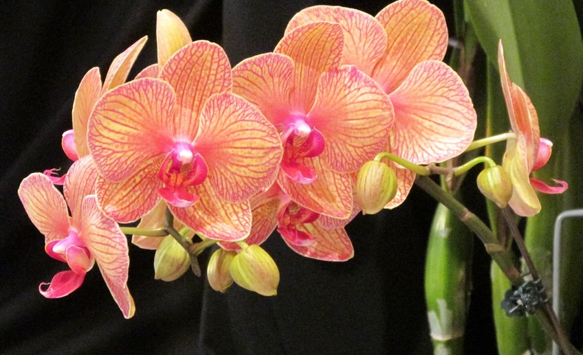 Usual phalaenopsis detalle flor