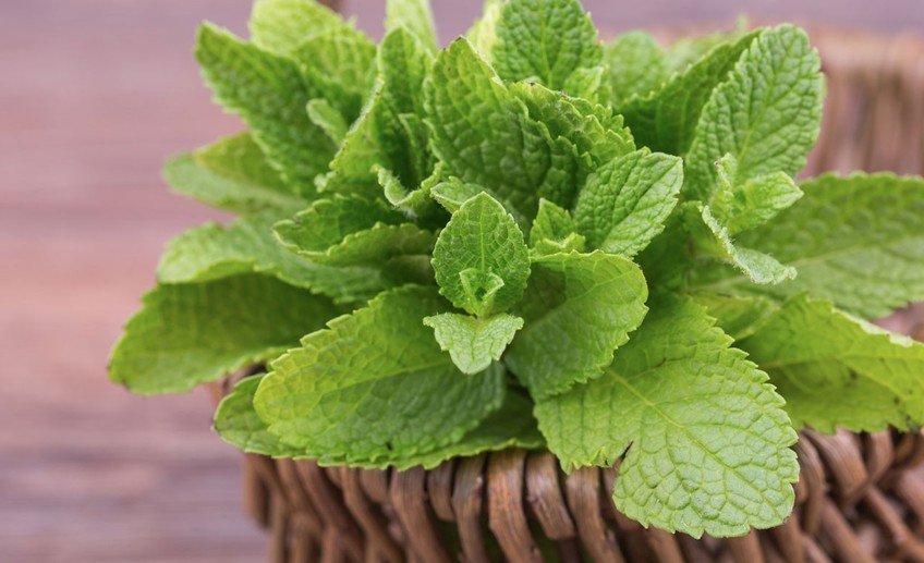 Usual what make mint leaves a superfood 