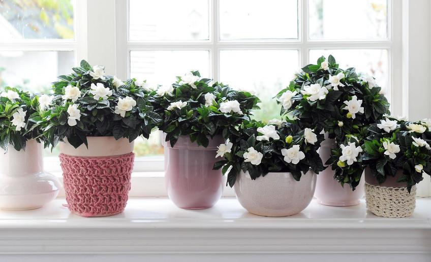 Какие комнатные цветы вредно держать дома?