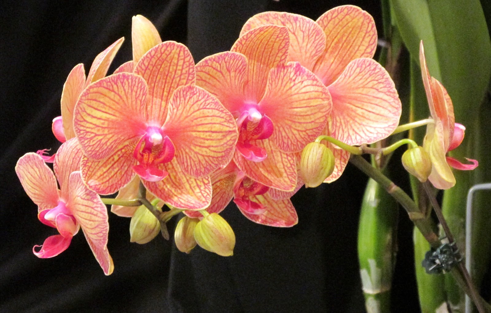 Основные правила пересадки орхидеи