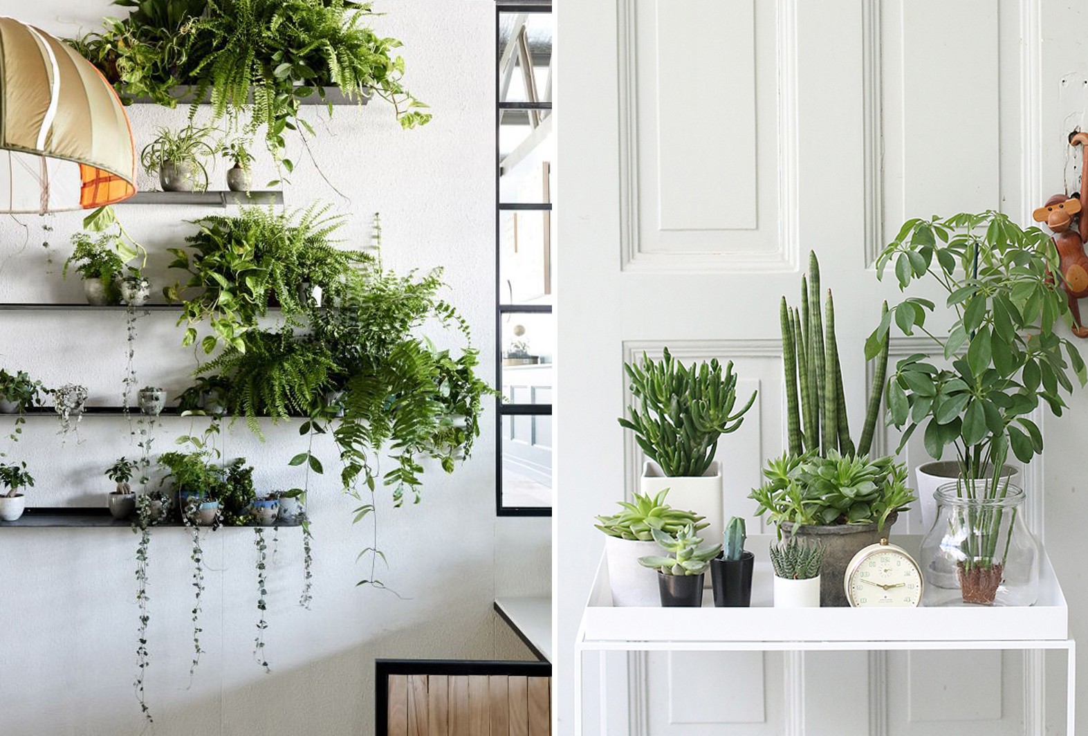 Простые комнатные растения