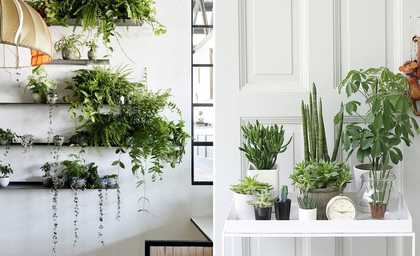 Usual plants  interior designrulz 3      