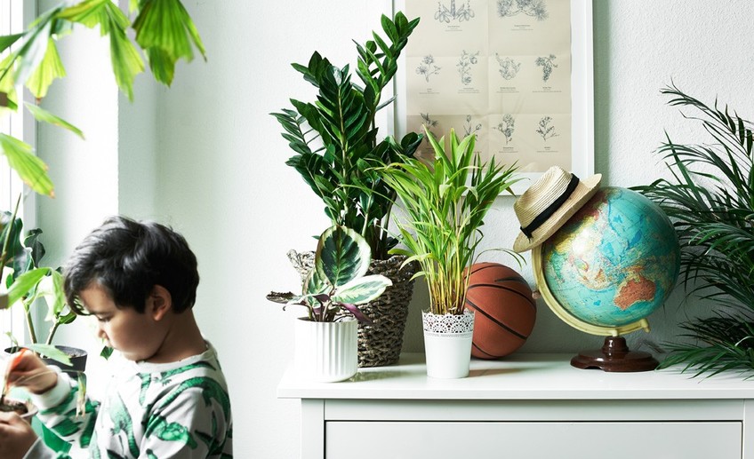 растения для детской комнаты