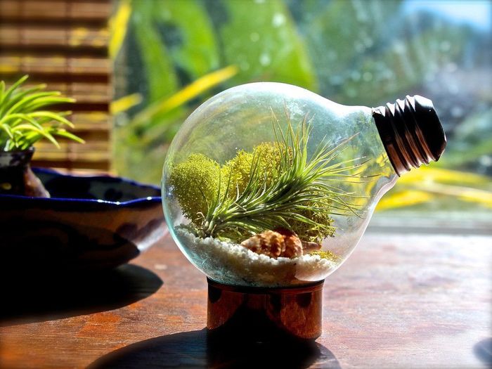 How to Make a Terrarium Take a Look at these 10 Adorable Ideas diy moss mushrooms gnomes succulents easy diy cute indoor garden container7