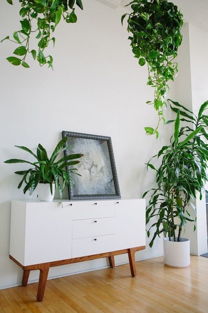 растения в интерьере квартиры