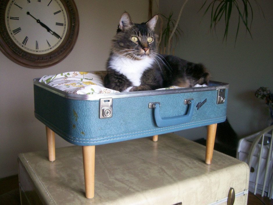 спальное место для кошки из чемодана