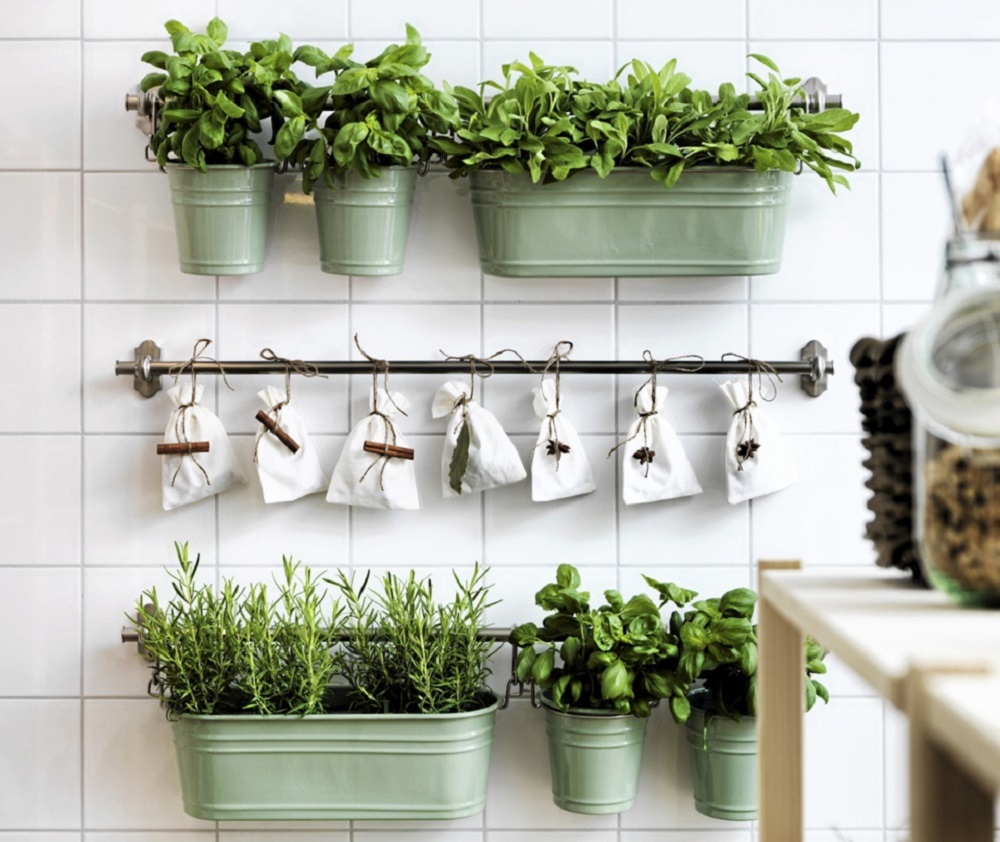 Растения для украшения интерьера – Комнатные растения