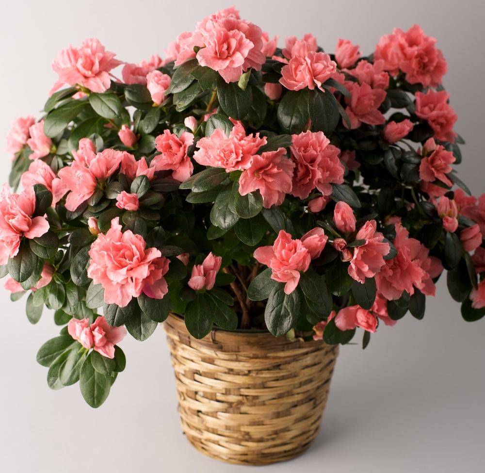 Комнатный цветок с розовыми цветами название фото