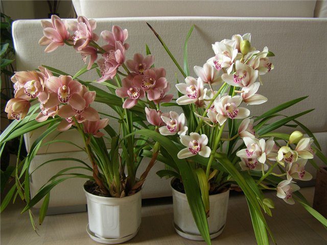 как вырастить орхидеи в домашних условиях