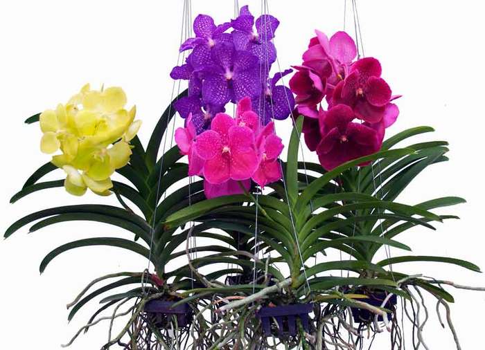 как вырастить орхидеи в домашних условиях