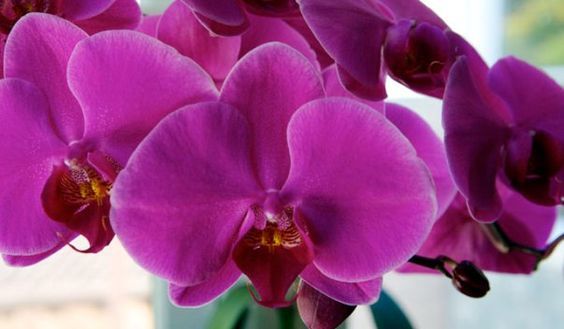 Как выращивать орхидею в домашних?