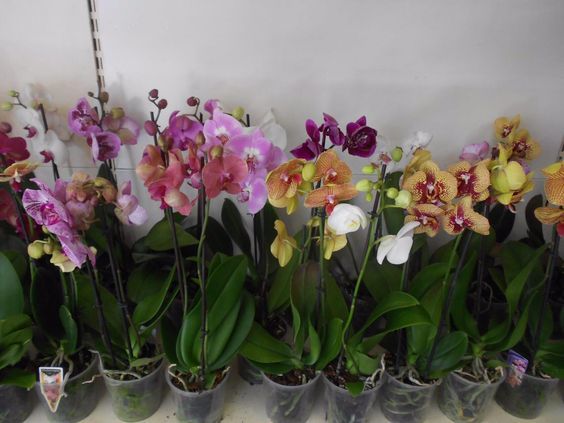 Как выращивать орхидею в домашних?