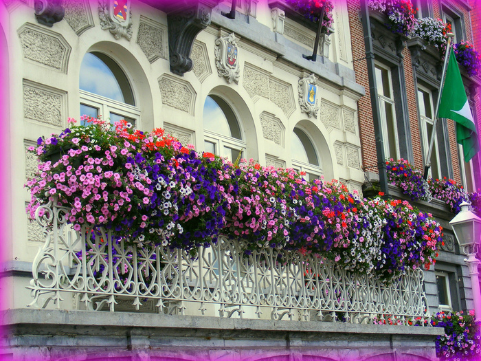 Цветы на балкон купить москва купить цветы с доставкой в перми