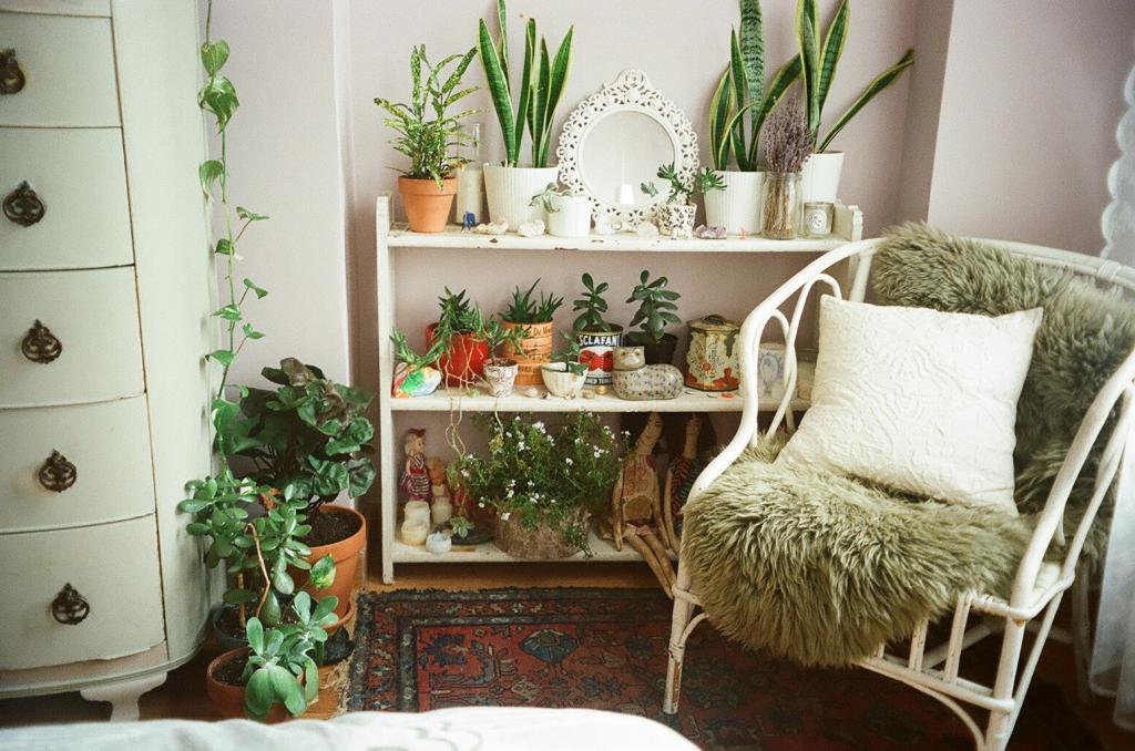 Конспект комнатные растения в интерьере