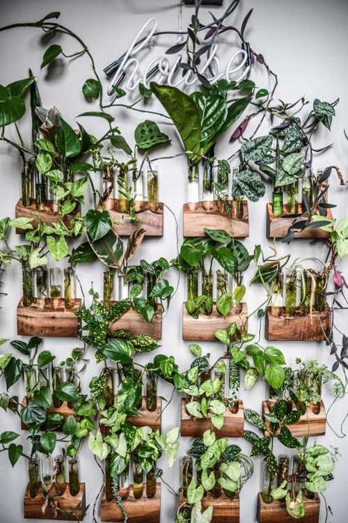 Вьющиеся комнатные растения: всё, что нужно знать об уходе