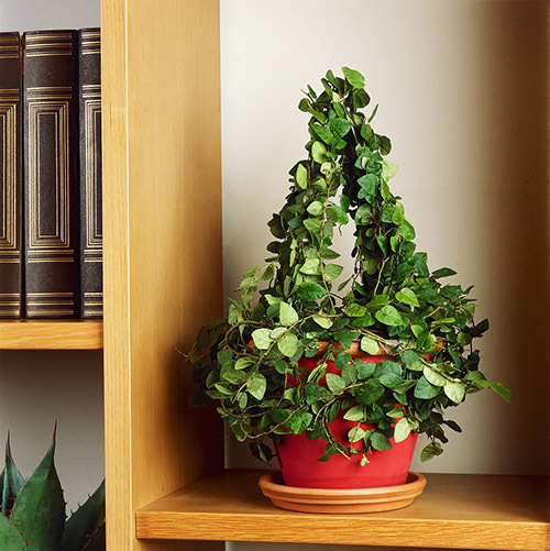Вьющиеся комнатные растения фото и названия