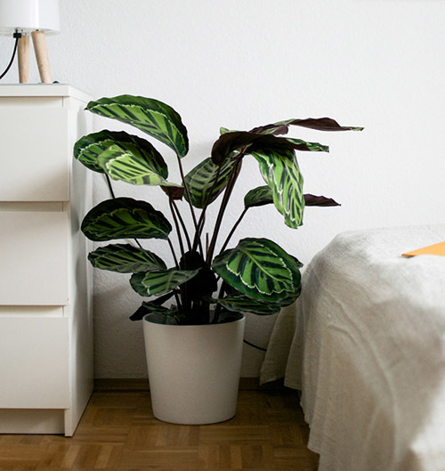 Большие комнатные растения фото