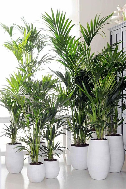 Самые распространенные комнатные растения - Дэвид Лонгман