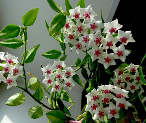 цветущие комнатные растения фото и названия