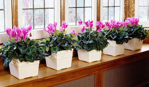 комнатные цветущие растения фото и названия