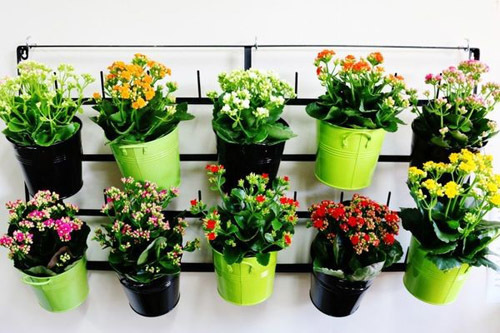 комнатные цветущие растения фото и названия