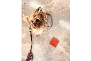 Thumb 2018 06 02 10.54.51